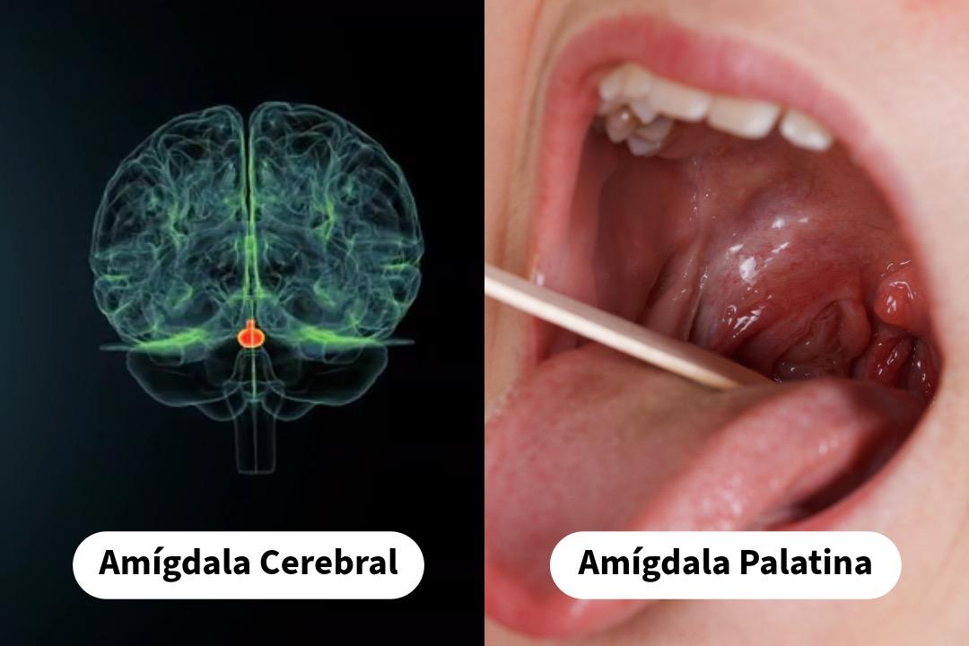 Amígdalas – Qué son y tipos