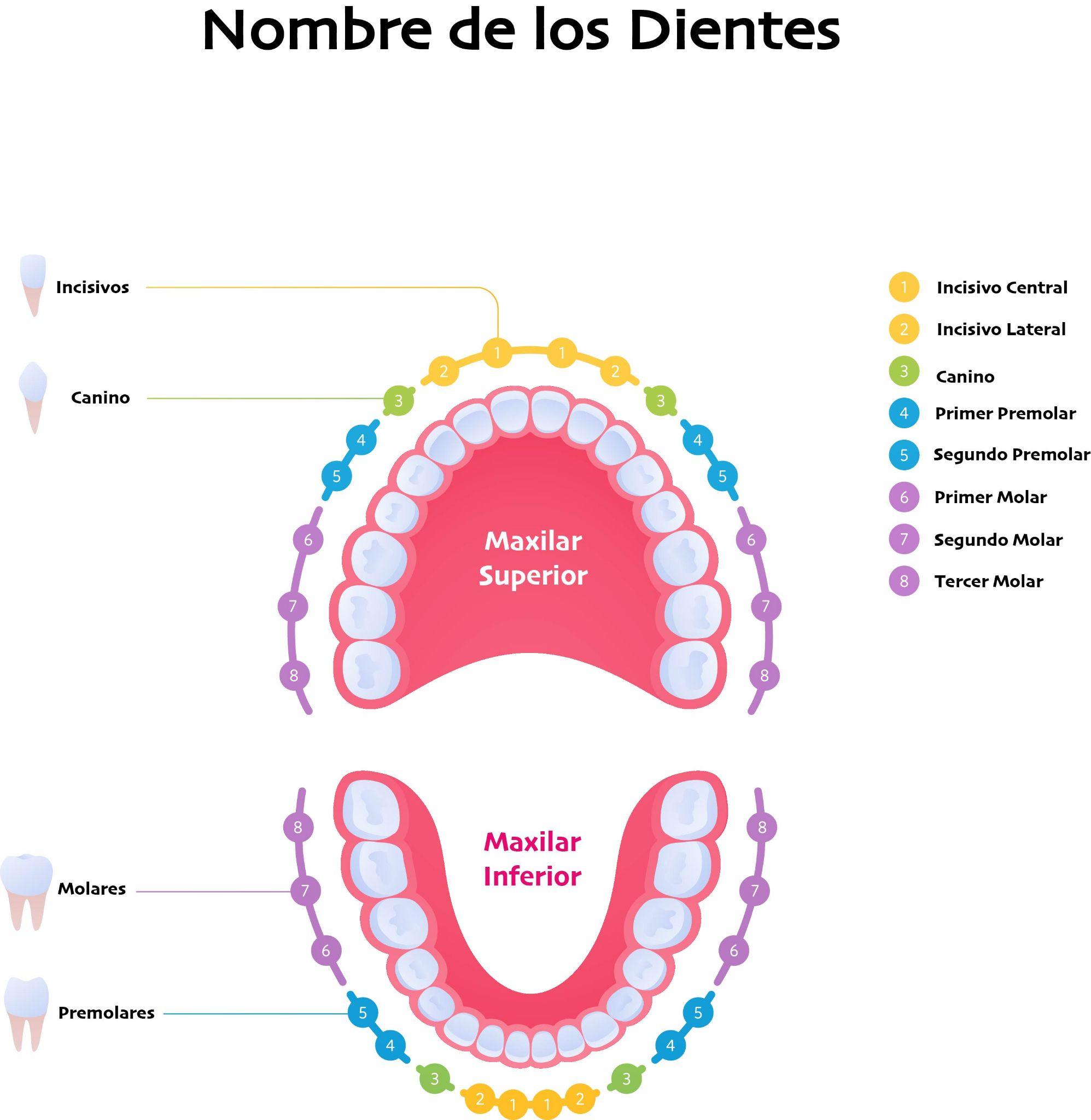 Dientes – Qué son, tipos, nombres, partes y características