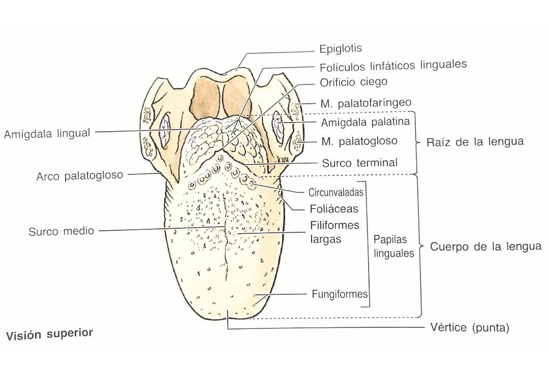 Partes de la lengua